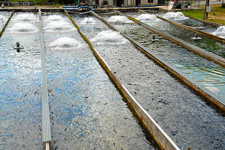 fish farm oxygenation side channel blowers