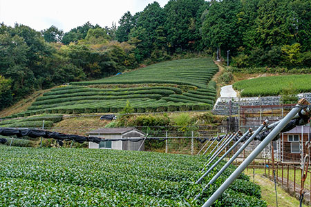 industrial agriculture tea farming irrigation fertilisation