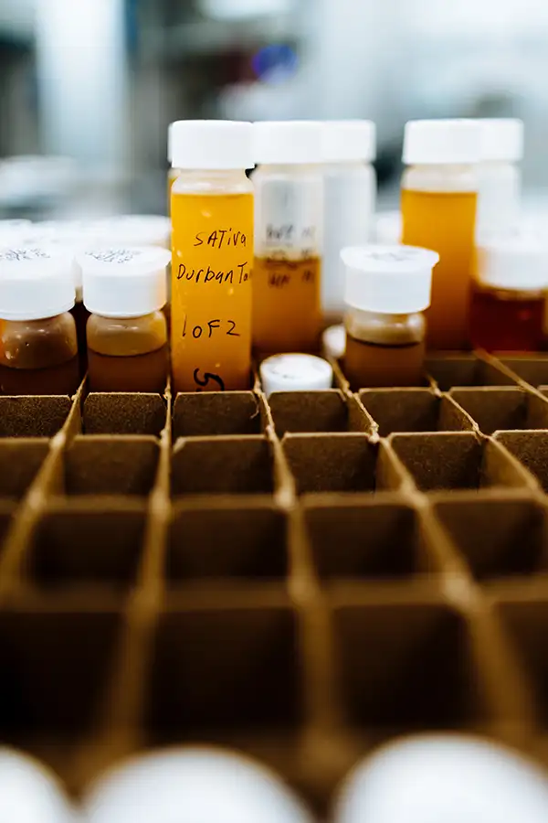 freeze drying processing step