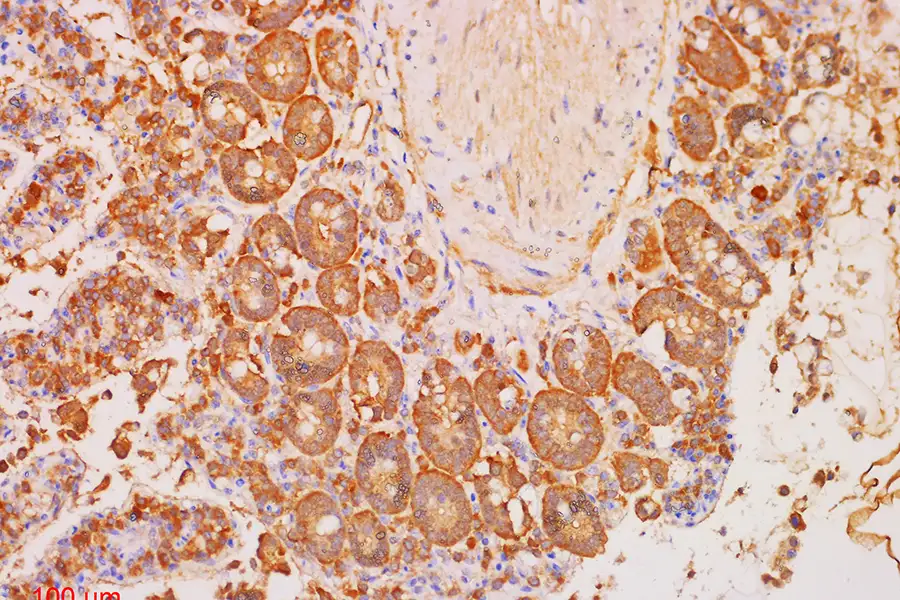 drying tissue samples