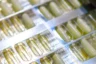 freeze dried probiotics